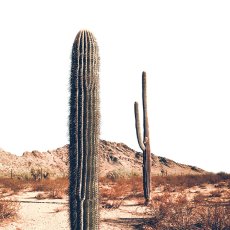 画像2: Arizona Landscape Cactus IN Desert - 砂漠に佇むサボテンポスター (2)
