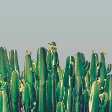 画像3: Cactus & Blue sky -青空に佇むサボテン おしゃれポスター (3)