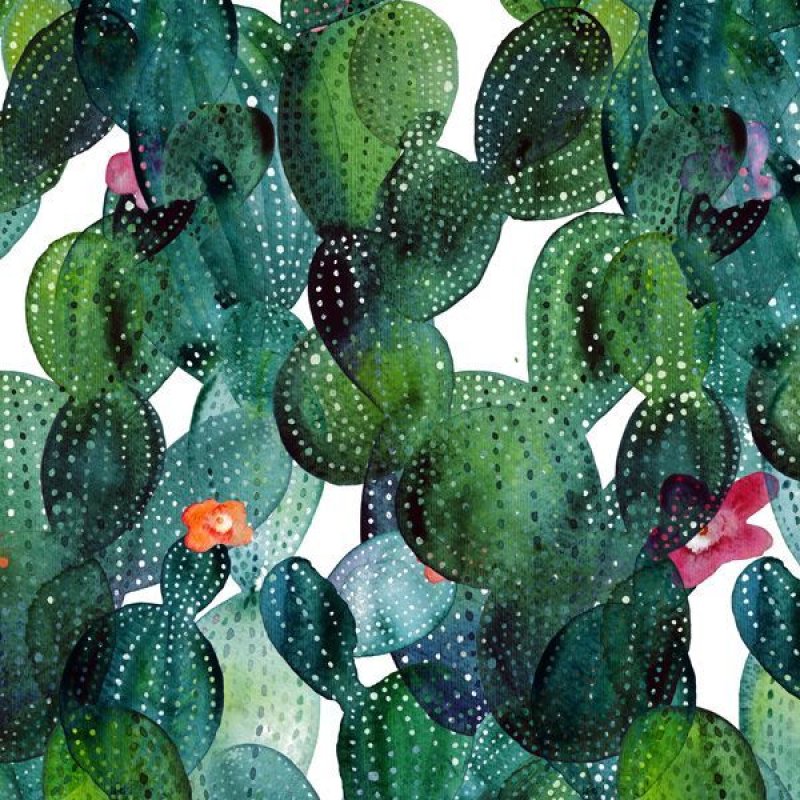 【フレーム付】アートポスター ポスター “CACTI SUCCULENTS” サボテン Cactus + Cactus サボテンアートポスター｜海外おしゃれポスター 通販