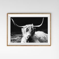 画像1: HIGHLAND COW 高原牛 アニマル モノトーン ポスター (1)