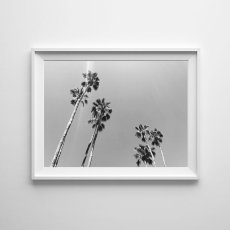 画像1: カリフォルニア California Palm Tree パームツリー モノトーン ポスター 02 (1)