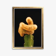 画像1: Little Cactus Black BG サボテン ポスター  (1)