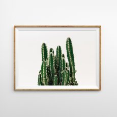 画像1: サボテン CACTUS 植物 スタイリッシュ ポスター  (1)