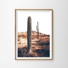 画像1: Arizona Landscape Cactus IN Desert - 砂漠に佇むサボテンポスター (1)