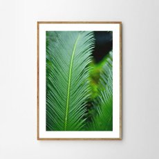 画像1: Tropical Jungle Leaf トロピカル 植物 ポスター (1)