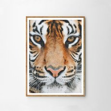 画像1: タイガー ★ TIGER FACE アニマル モノトーン アート 動物おしゃれポスター (1)