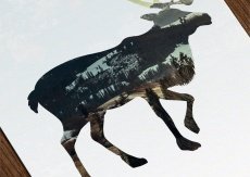 画像2: カリフォルニア 大鹿 NATURE ポスター (2)