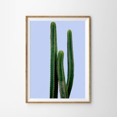 画像1: サボテン Cactus パープルBG ポスター (1)