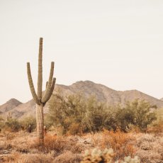 画像2: ALIZONA DESERT アリゾナ 砂漠とサボテン  ポスター (2)