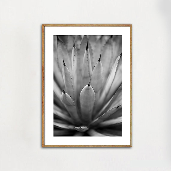 画像1: アリゾナ サボテン Cactus Black & White モノトーン ポスター (1)