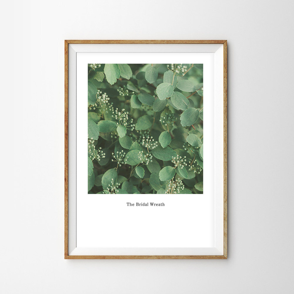 画像1: アイコデマリ トロピカル植物 ポスター (1)